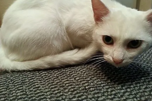 Przesliczny biały Śnieżek poleca sie do adopcji:),