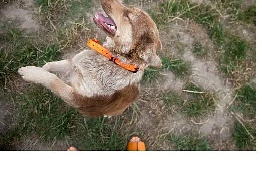 Nuczka mala sunia pokocha Cie od zaraz,  Kundelki 