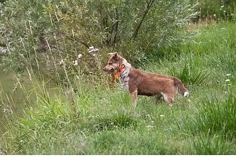 Nuczka mala sunia pokocha Cie od zaraz,  Kundelki 