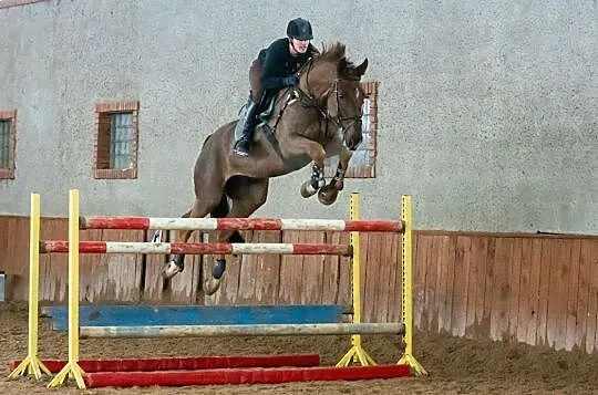 Wałach KWPN Andiamo x Chacco Blue, Mazowieckie, Józefów