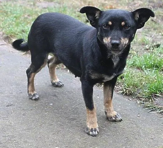 Milka do adopcji, mazowieckie Warszawa