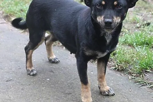 Milka do adopcji,  mazowieckie Warszawa