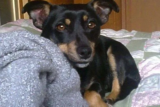 Milka do adopcji,  mazowieckie Warszawa