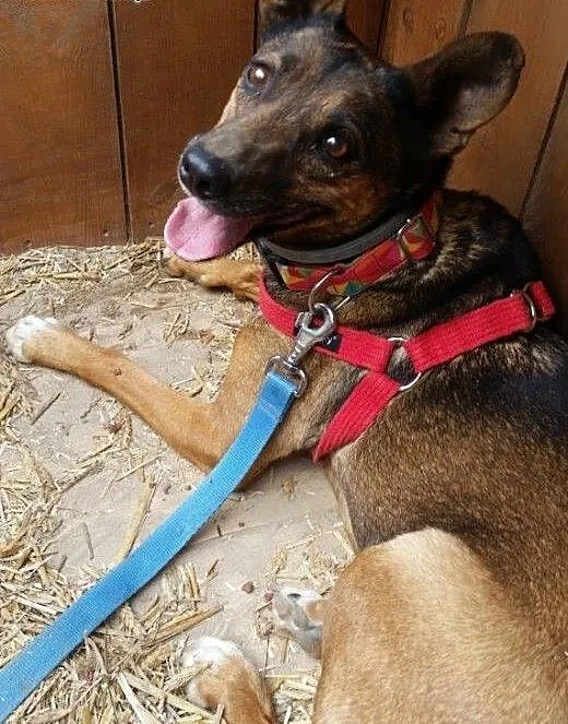 LUISA – adoptuj, uratuj..., Kundelki ca