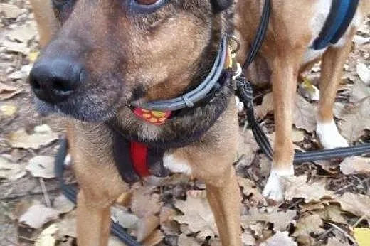 LUISA &#8211; adoptuj, uratuj...,  Kundelki ca