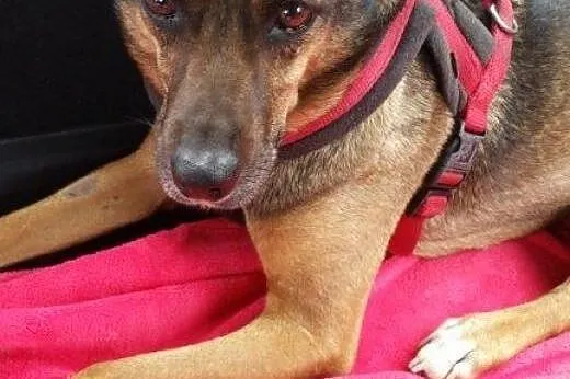 LUISA &#8211; adoptuj, uratuj...,  Kundelki ca