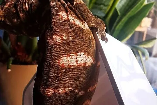 Gekon Olbrzymi Rhacodactylus Lechianus