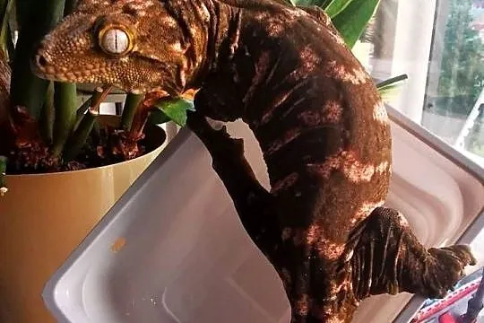 Gekon Olbrzymi Rhacodactylus Lechianus, Małopolskie, Kraków