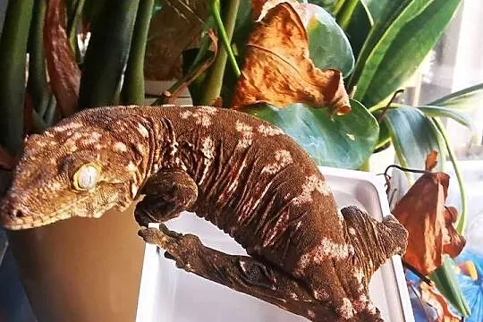 Gekon Olbrzymi Rhacodactylus Lechianus, Małopolskie, Kraków