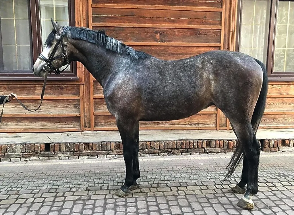 5 letni ramowy wałach z potencjałem, , Hrubieszów