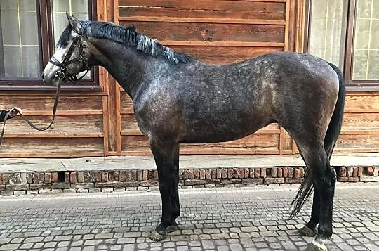 5 letni ramowy wałach z potencjałem, , Hrubieszów