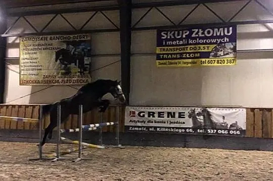 5 letni ramowy wałach z potencjałem, , Hrubieszów