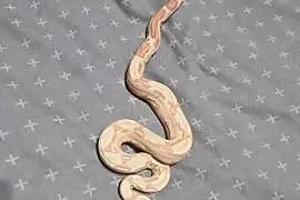 Boa cesarskie