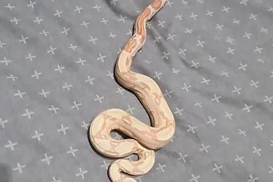 Boa cesarskie, Pomorskie, Mosty