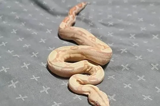 Boa cesarskie, Pomorskie, Mosty