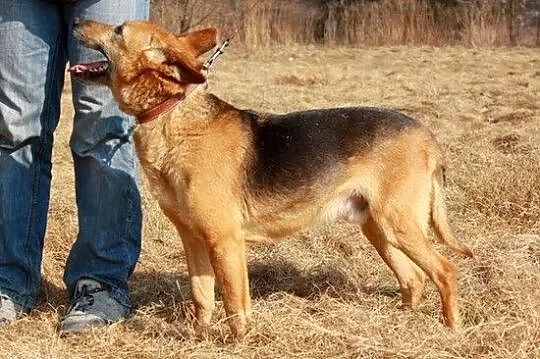 Owczarek? Lis? :)