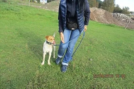 Przepraszam ,ze nie jestem Yorkiem,  pomorskie Słu