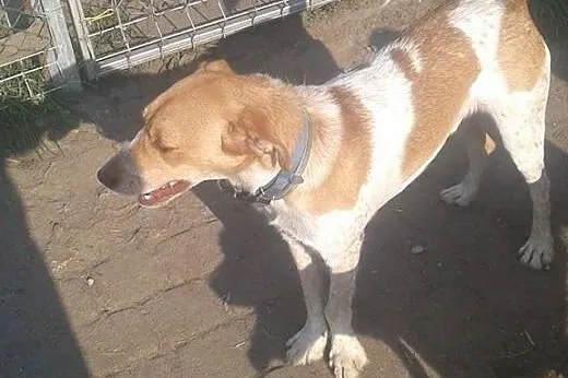 Przepraszam ,ze nie jestem Yorkiem,  pomorskie Słu