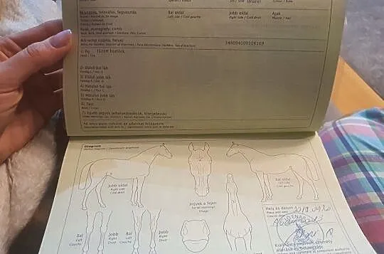 Klacz o bardzo fajnym ruchu, , 