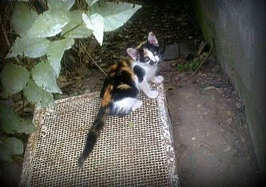 Trikolorka 6-7 tyg,adopcja!!!, świętokrzyskie Kie