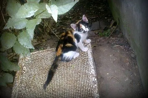 Trikolorka 6-7 tyg,adopcja!!!,  świętokrzyskie Kie