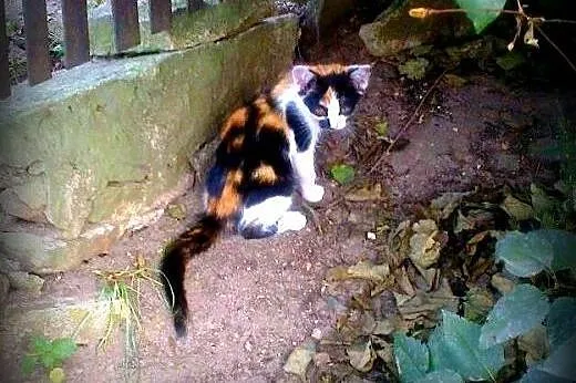 Trikolorka 6-7 tyg,adopcja!!!,  świętokrzyskie Kie