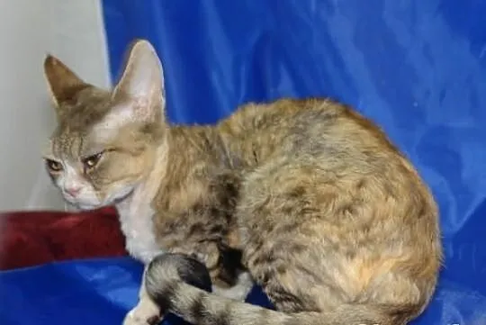 Devon Rex kocięta