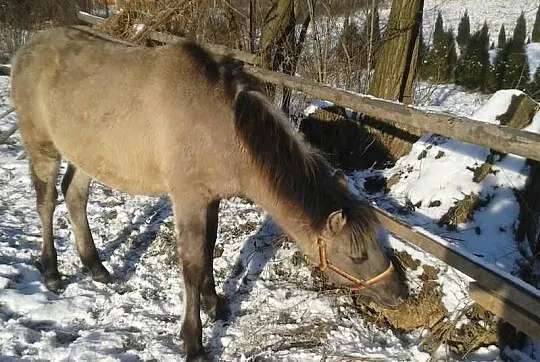 Zamienię