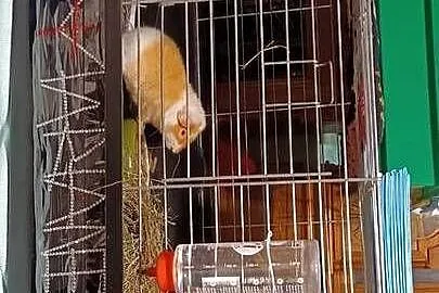 W POZNANIU DO 21 G SPRZEDAMY DWA TEDDY 5,5 MIES SAMCZYKI KLATKA KARMA, Wielkopolskie, Gniezno