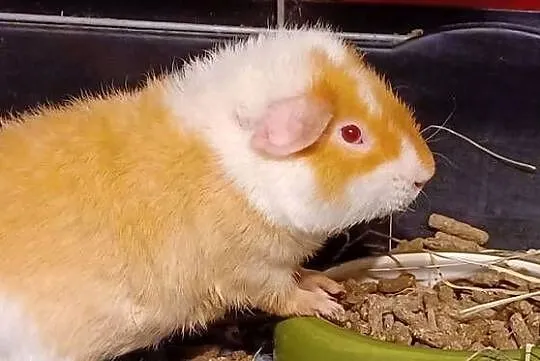 W POZNANIU DO 21 G SPRZEDAMY DWA TEDDY 5,5 MIES SAMCZYKI KLATKA KARMA, Wielkopolskie, Gniezno
