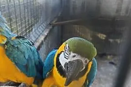 Ary ararauny pary