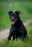Kuba - nieduży, wpatrzony w człowieka psiak! Kuba ma ok 11 - 12 lat i waży 11 kg całe swoje życie spędził w brudnym kojcu