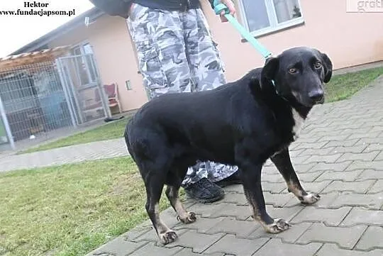Hektor - wierny pies, Mazowieckie, Nowy Dwór Mazowiecki