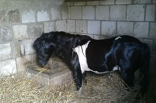 Stanówka Ogierem kuc szetlandzki pełne pochodzenie
