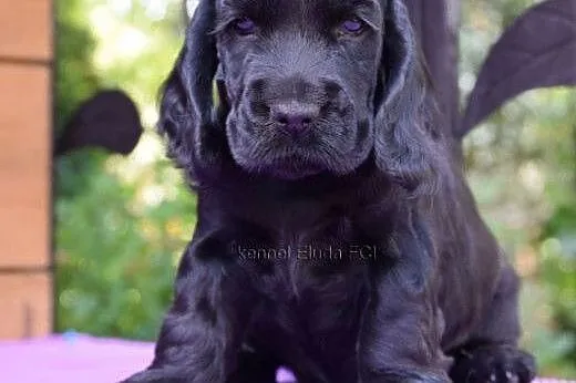 Cocker Spaniel Angielski - czarny piesek - rod. ZK