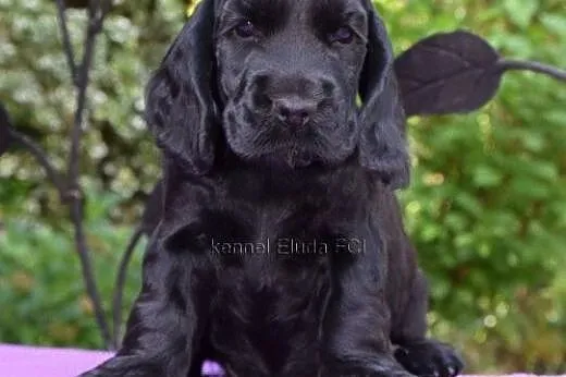 Cocker Spaniel Angielski - czarny piesek - rod. ZK