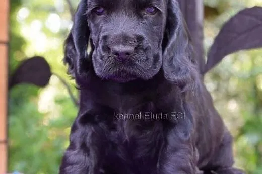 Cocker Spaniel Angielski - czarny piesek - rod. ZK