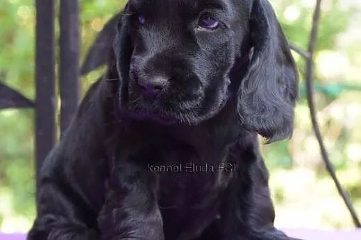 Cocker Spaniel Angielski - czarny piesek - rod. ZK