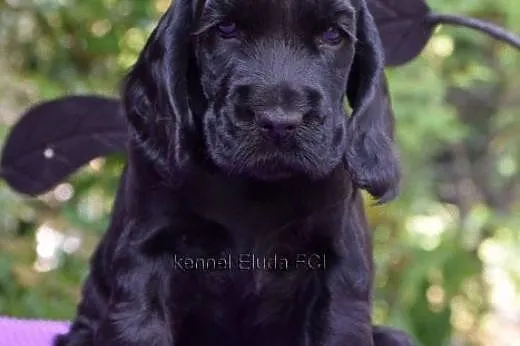 Cocker Spaniel Angielski - czarny piesek - rod. ZK