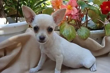 Chihuahua krótkowłosy-2 suczki i piesek z rod ZKwP