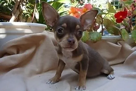 Chihuahua krótkowłosy-2 suczki i piesek z rod ZKwP
