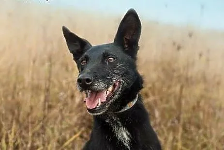 Kosmo wesoły, radosny psiak któremu do szczęścia w