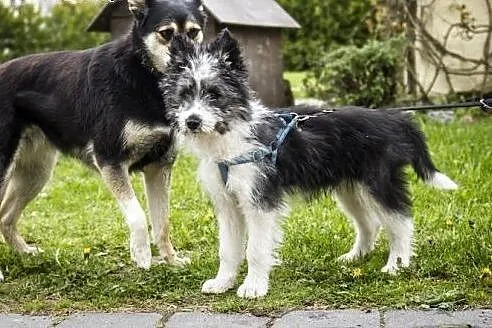 Look - cudowny szczeniak, bardzo oryginalny :),  w