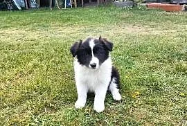 Border collie FCI dwie suczki