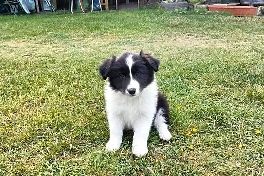 Border collie FCI dwie suczki, Opolskie, Brzeg
