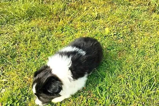 Border collie FCI dwie suczki, Opolskie, Brzeg