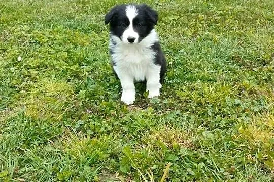 Border collie FCI dwie suczki, Opolskie, Brzeg