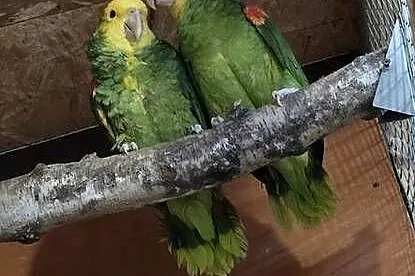 Sprzedam Amazonki Oratriksy
