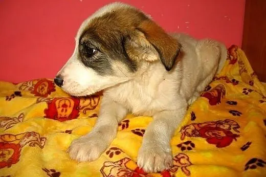 Piękny 2,5 miesieczny chłopczyk,adopcja!!,  świętokrzyskie Kielce
