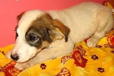 Piękny 2,5 miesieczny chłopczyk,adopcja!!,  święto